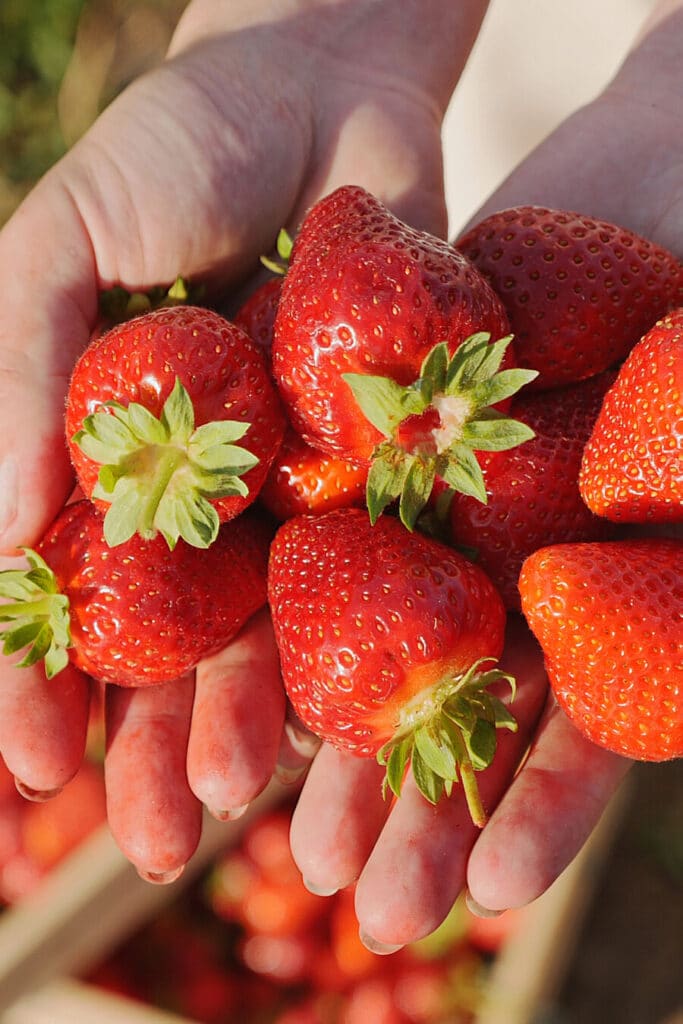 a handful of fresh June strawberries