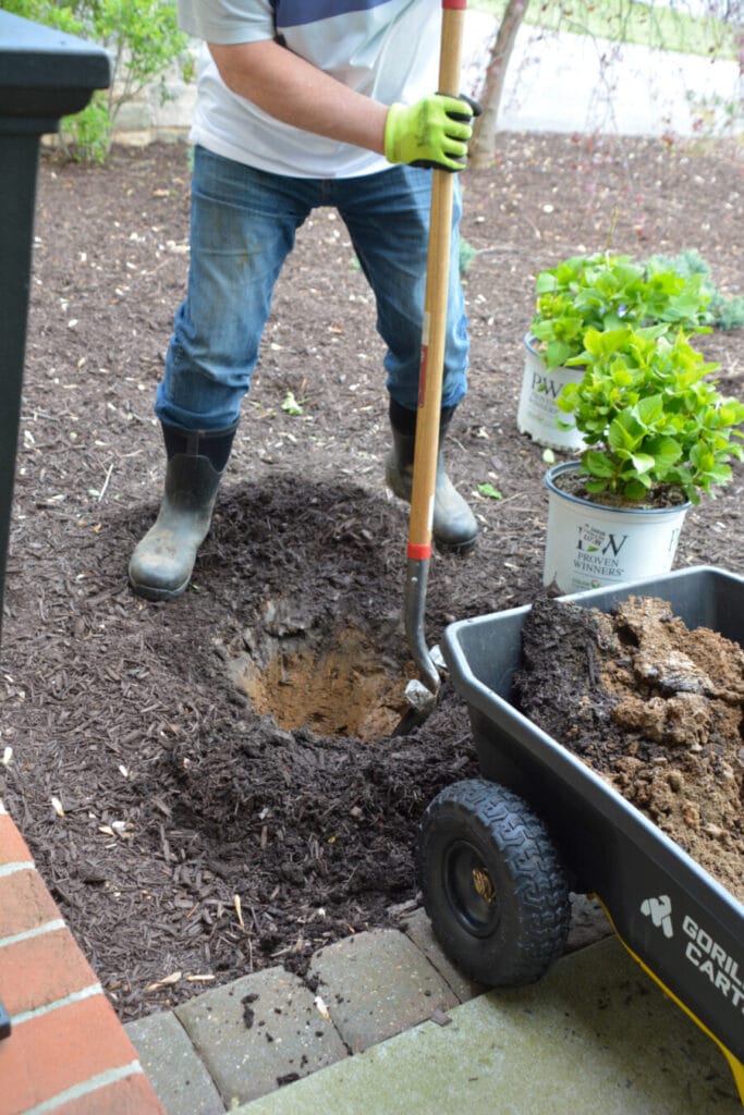 digging a hole to plant a hydrangea in