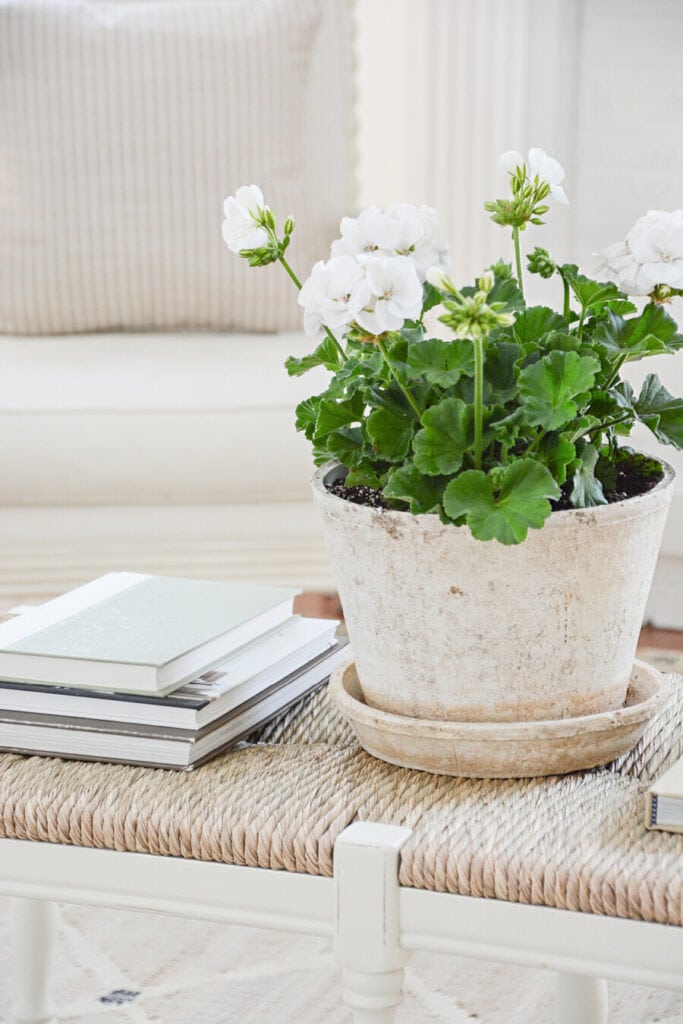 white geraniums in a pot on a coffee table