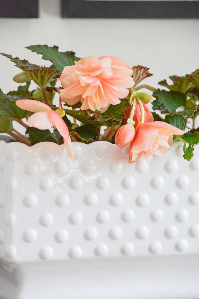 PEACH COLORED BEGONIAS IN A PLANTER