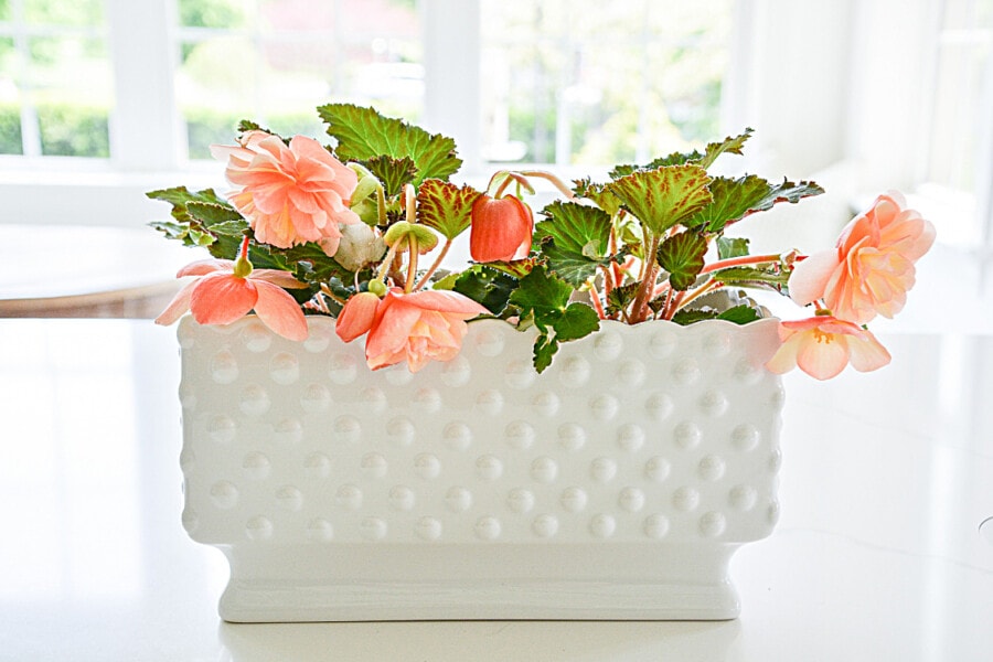 begonias in a hobnail planter