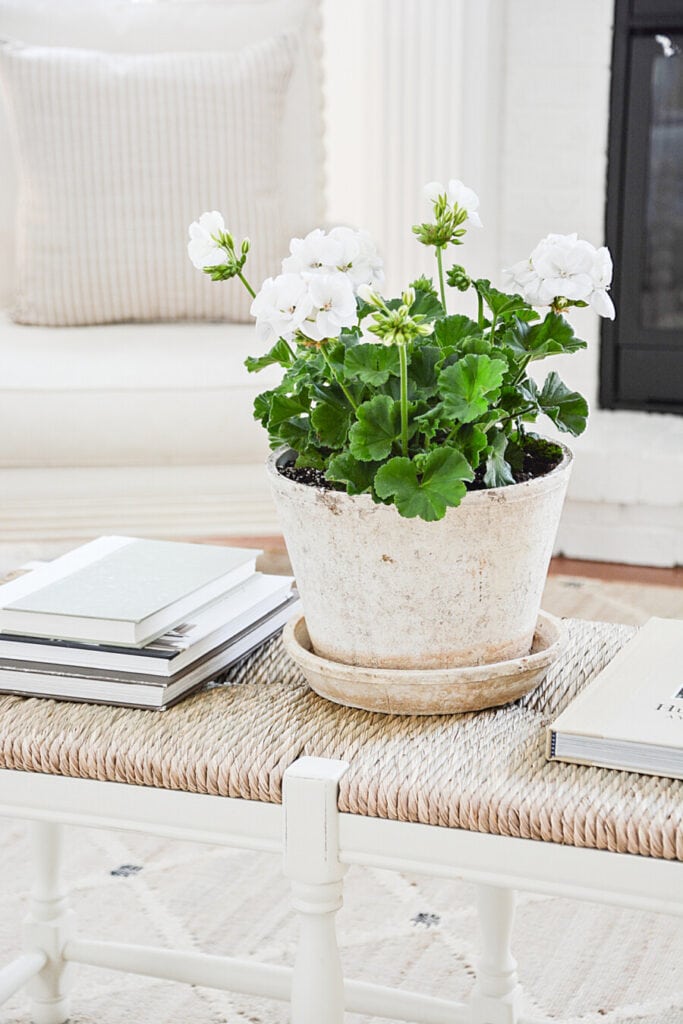 PLANTER OF WHITE GERANIUMS ON A RUSH COFFEE TABLE
