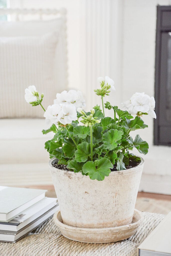 WHITE GERANIUMS IN A PLANTER ON A COFFEE TABLE