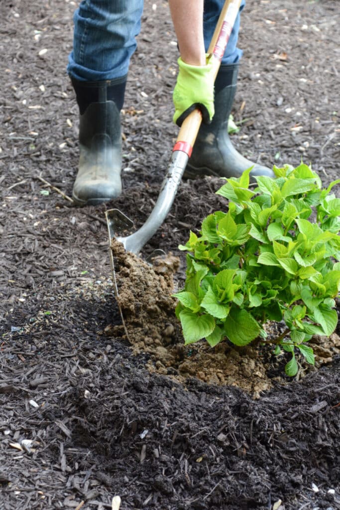 planting a hydrangea