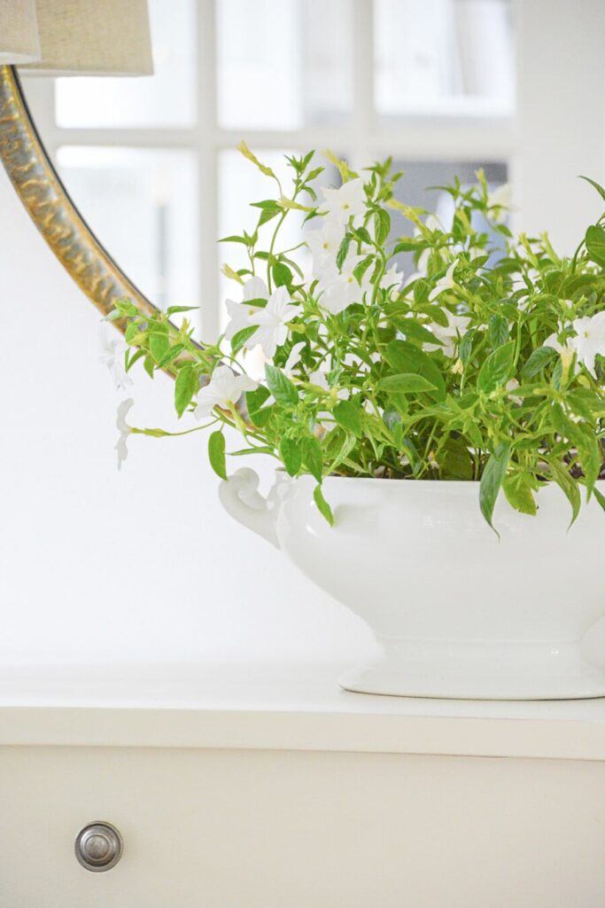 a plant in a white bowl with a mirror behind it