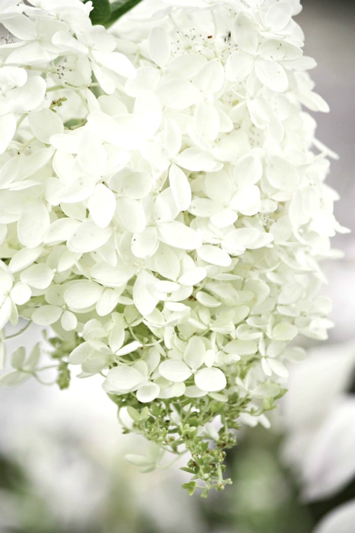 How To Keep Cut Hydrangeas From Wilting And Lasting Longer