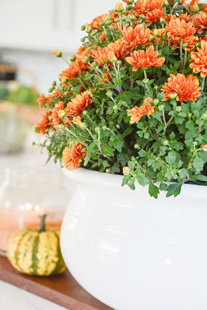 orange mums in a white container