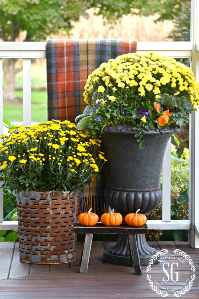 CARING FOR MUMS- mums in a pot with other fall items