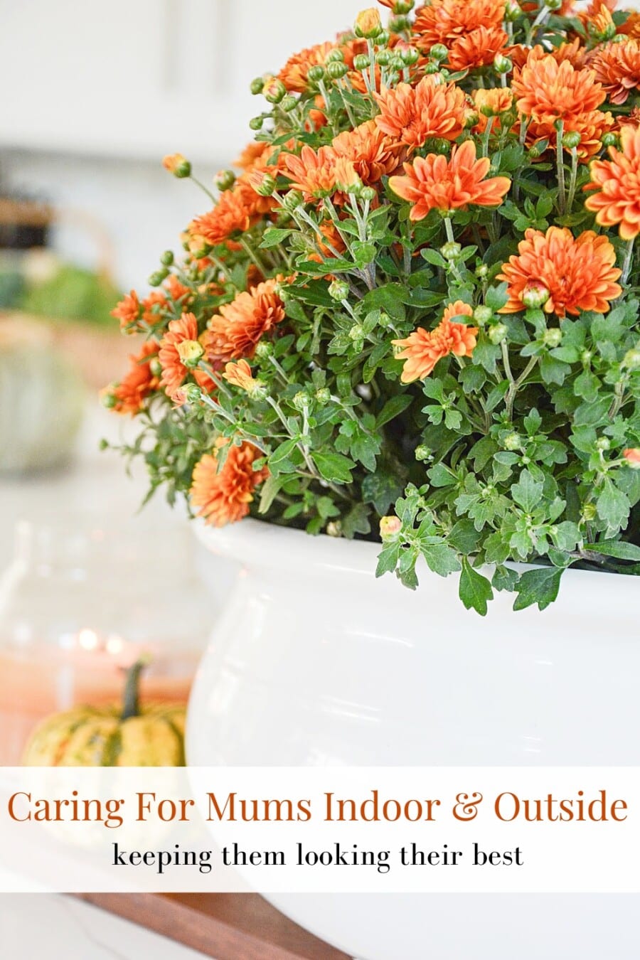 Caring For Mums- A guidebook For planting and Caring for Indoor and ...