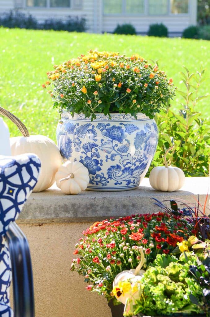 PUMPKINS- white pumpkins on the patio with a blue and white pot of mums