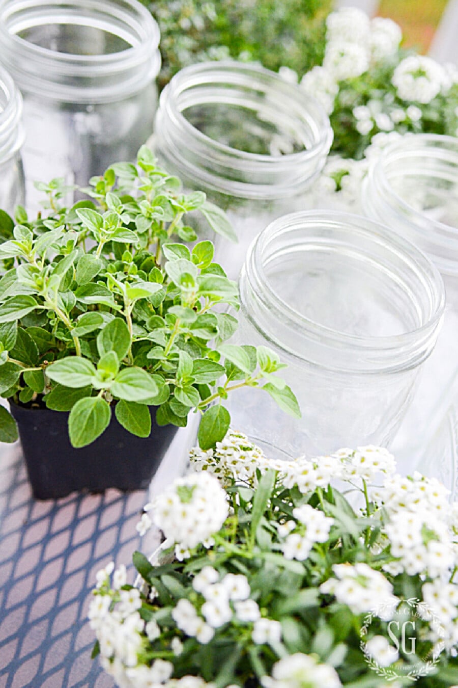 herb, plants and ball jars