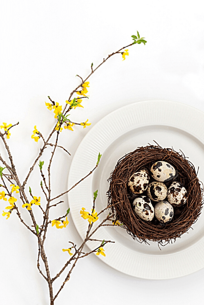 place setting with a white dish, nest of speckled eggs, and a forsythia branch.