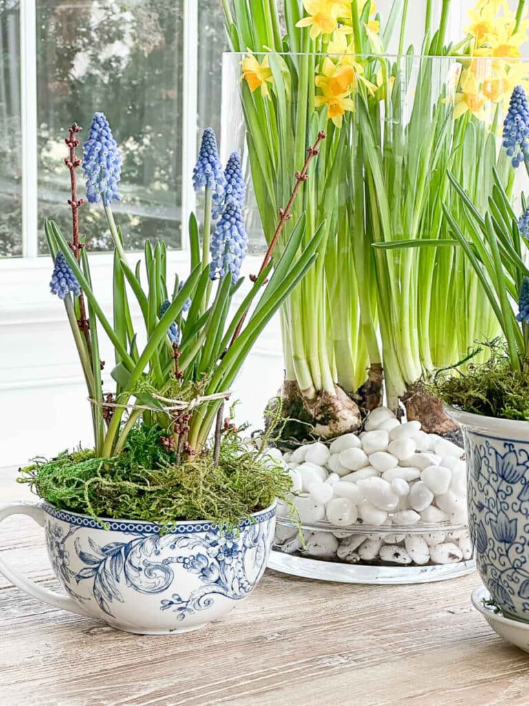 spring centerpiece- blooming bulbs in various containters