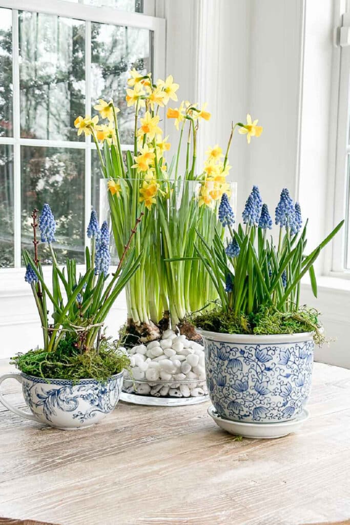 spring flowering bults planted in pots- spring centerpiece