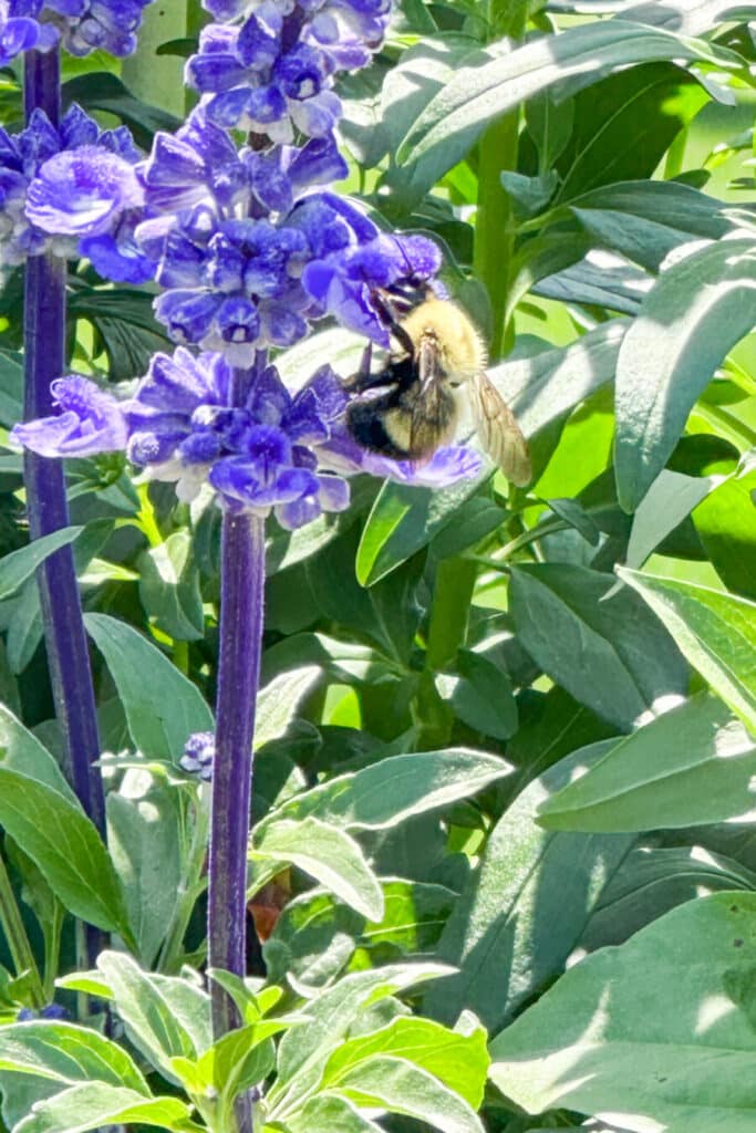 bee on a salvia plant