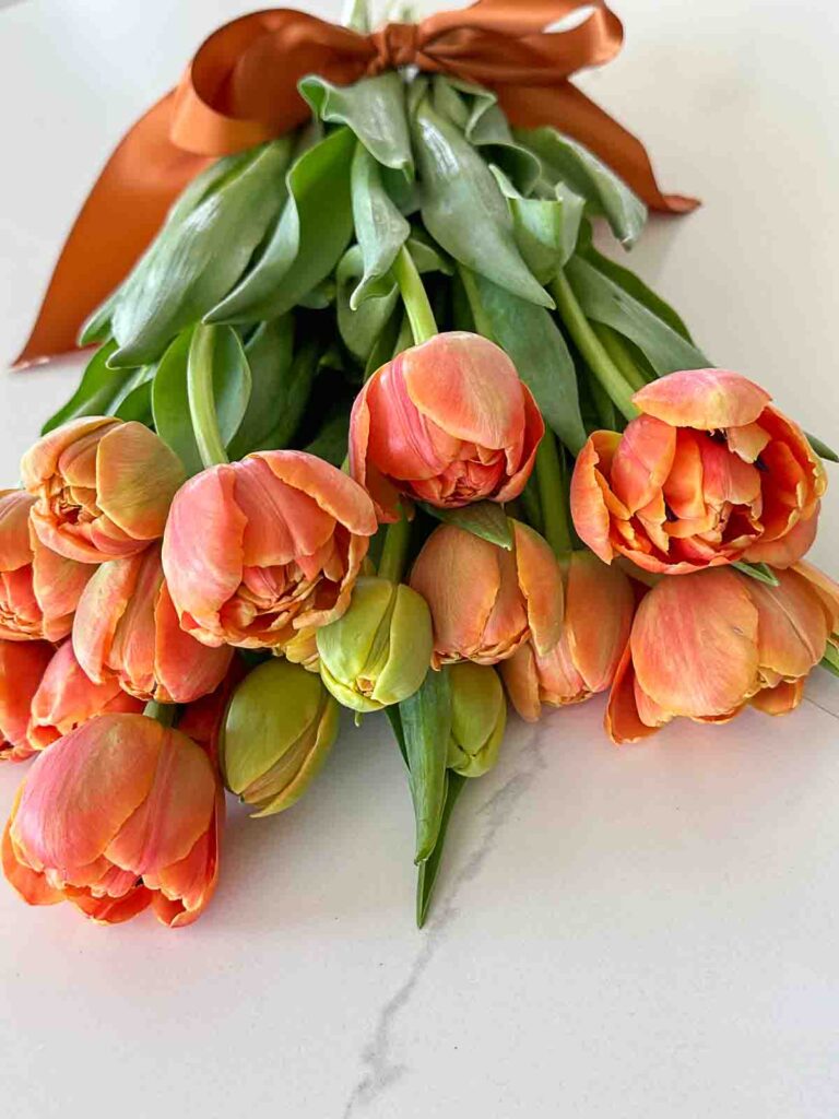 TULIPS- Orange parrot tulips tied with a bronze satin ribbon