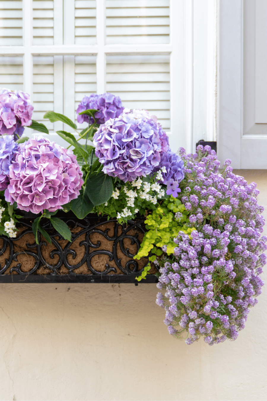 window box of purple flowers